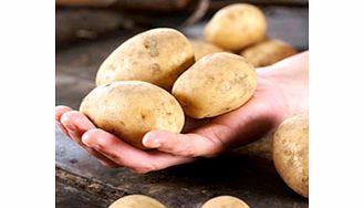 Seed Potatoes - Maris Peer 1kg (Late)