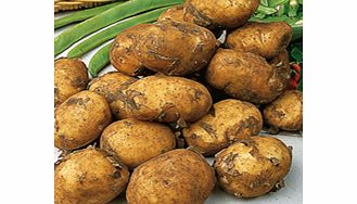 Seed Potatoes - Maris Peer 1kg