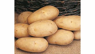 Seed Potatoes - Maris Piper 1kg
