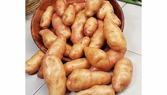 Seed Potatoes - Pink Fir Apple 1kg