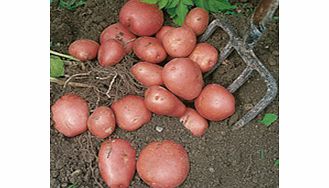 Seed Potatoes - Red Duke of York 1kg