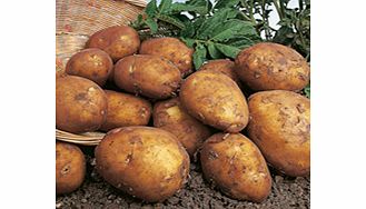 Seed Potatoes - Rocket 1kg