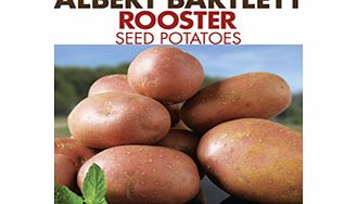 Seed Potatoes - Rooster 1kg