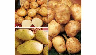 Seed Potatoes - Smaller Garden Collection