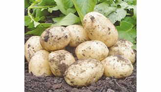 Seed Potatoes - Swift 1kg