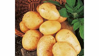 Seed Potatoes - Valor 1kg