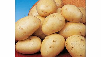 Seed Potatoes - Winston 1kg