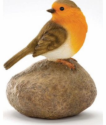 Robin On A Stone