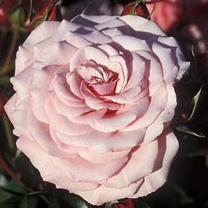Sexy Rexy Floribunda Rose