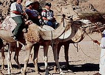 SHARM EL SHEIKH Camel Ride - Child