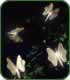 SILVER Butterfly Lights