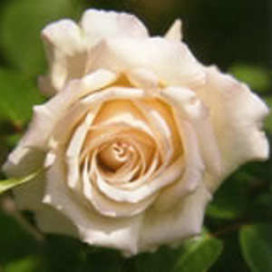silver Wedding  Hybrid Tea Rose