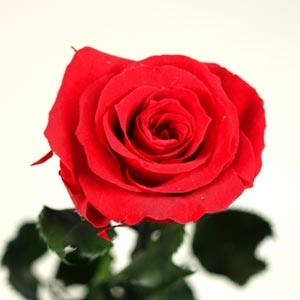 Single Red Rose - Preserved Amorosa Rose