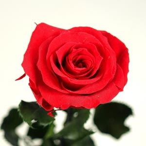 Red Rose - Preserved Amorosa Rose