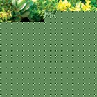 Smart Solar Lily Floating Solar Fountain