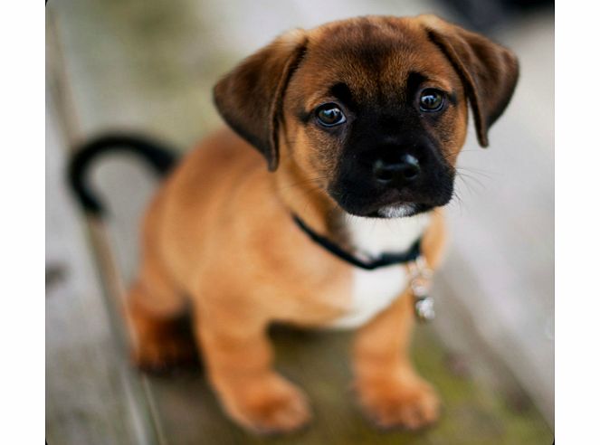 Smartphonesgo Dog Training