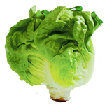 Solstice Ltd Round Lettuce - Butterhead