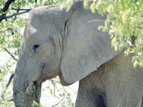 South Africa safari and Mauritius beach holiday