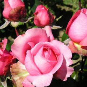 Special Anniversary - Hybrid Tea Rose (pre-order