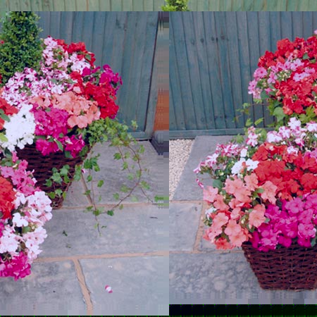 OFFER - 180 Miniplant Collection Pack of