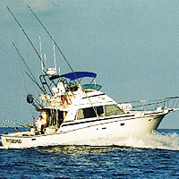 Sport Fishing Per Medium Boat (1-6 Passengers) Gray Line - Ixtapa Sport Fishing Per Medium Boat
