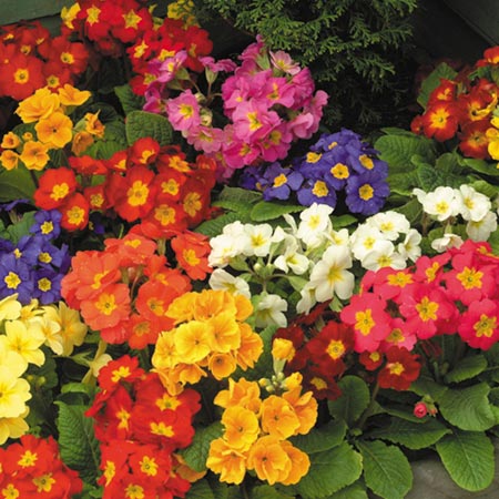 Spring Bedding Miniplant Collection Pack of 180