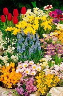 Spring Flowering Bulbs x 100 - The De Luxe Collection