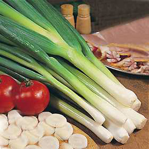 Spring Onion Ishikuro Seeds