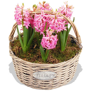 Spring Pink Hyacinth Basket - flowers