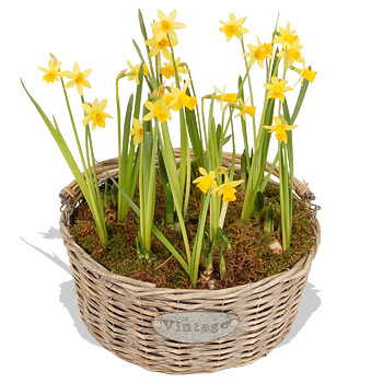 Spring Tete a Tete Basket - flowers
