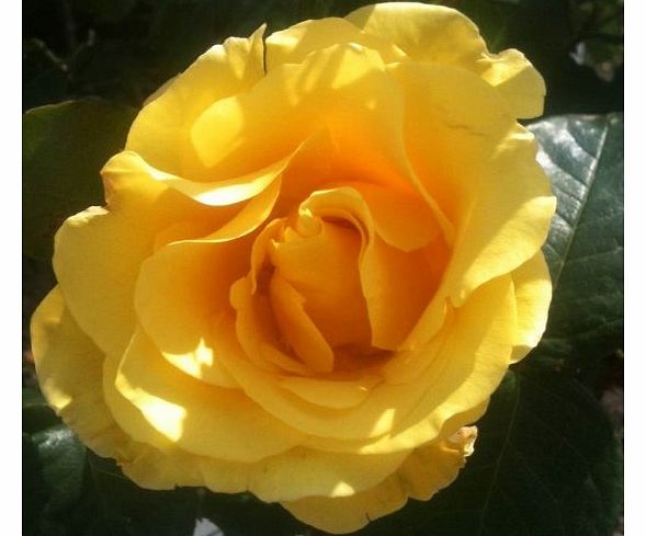 Golden Wedding Floribunda Rose - BARE ROOT Rose - Wedding Anniversary Gift - Ideal Gift Present - Available Now