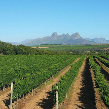 Wine Tour from Cape Town - Adult