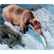 Stewart Superior Bear with Fish Mouse Mat