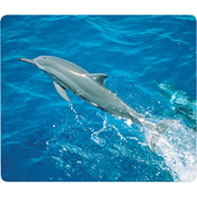 Stewart Superior Dolphin Mouse Mat