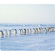 Stewart Superior Penguin Mouse Mat