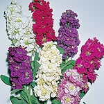 Stock East Lothian Legacy Seeds 428483.htm