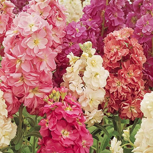 Stock Fragrant Bedding Mix Seeds