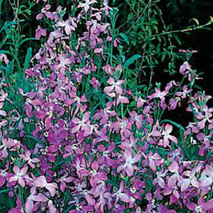 stock s Night Scented Seeds