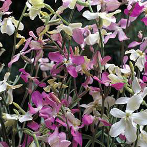 stock s Night Scented Starlight Seeds