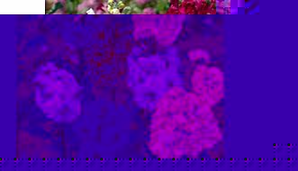 Stock Seeds - Earlybird Mixed