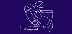 Ramp ant