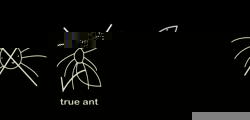 True ant