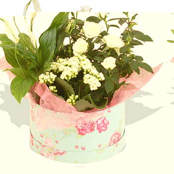 Summer Hatbox Planter - flowers