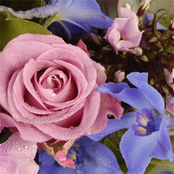 summer Nights - flowers