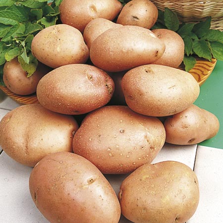 sun READER OFFER - SU879 Pack of 6 Potato Tubers