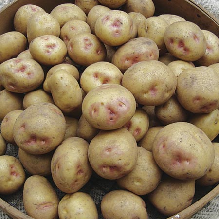 Sunrise Potatoes - Mid Season 1 kg