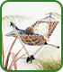 Sunshine Hammock Set