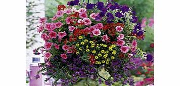 Super Plug Plants - Bumper Basket Collection
