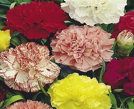 Suttons Seeds 108197 Carnation Chabaud Giant Mix Seed