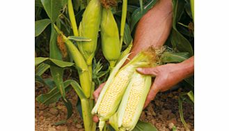 Sweet Corn Plants - Earlybird F1